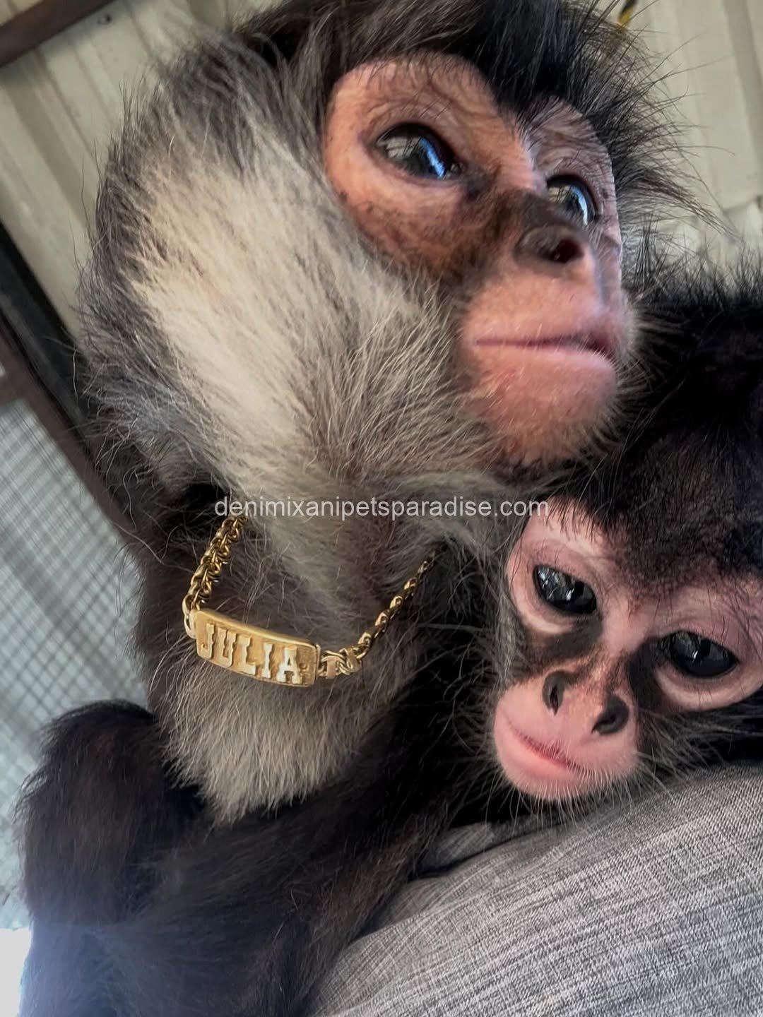 Spider Monkey 3 Spider Monkey - Image 3