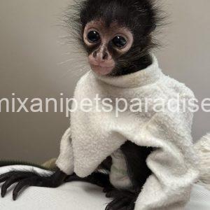 Spider Monkey