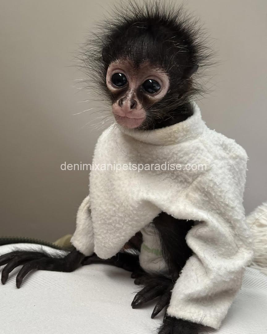 Spider Monkey 1 Spider Monkey