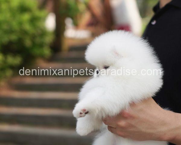 Teacup Pomeranian puppy - Image 3