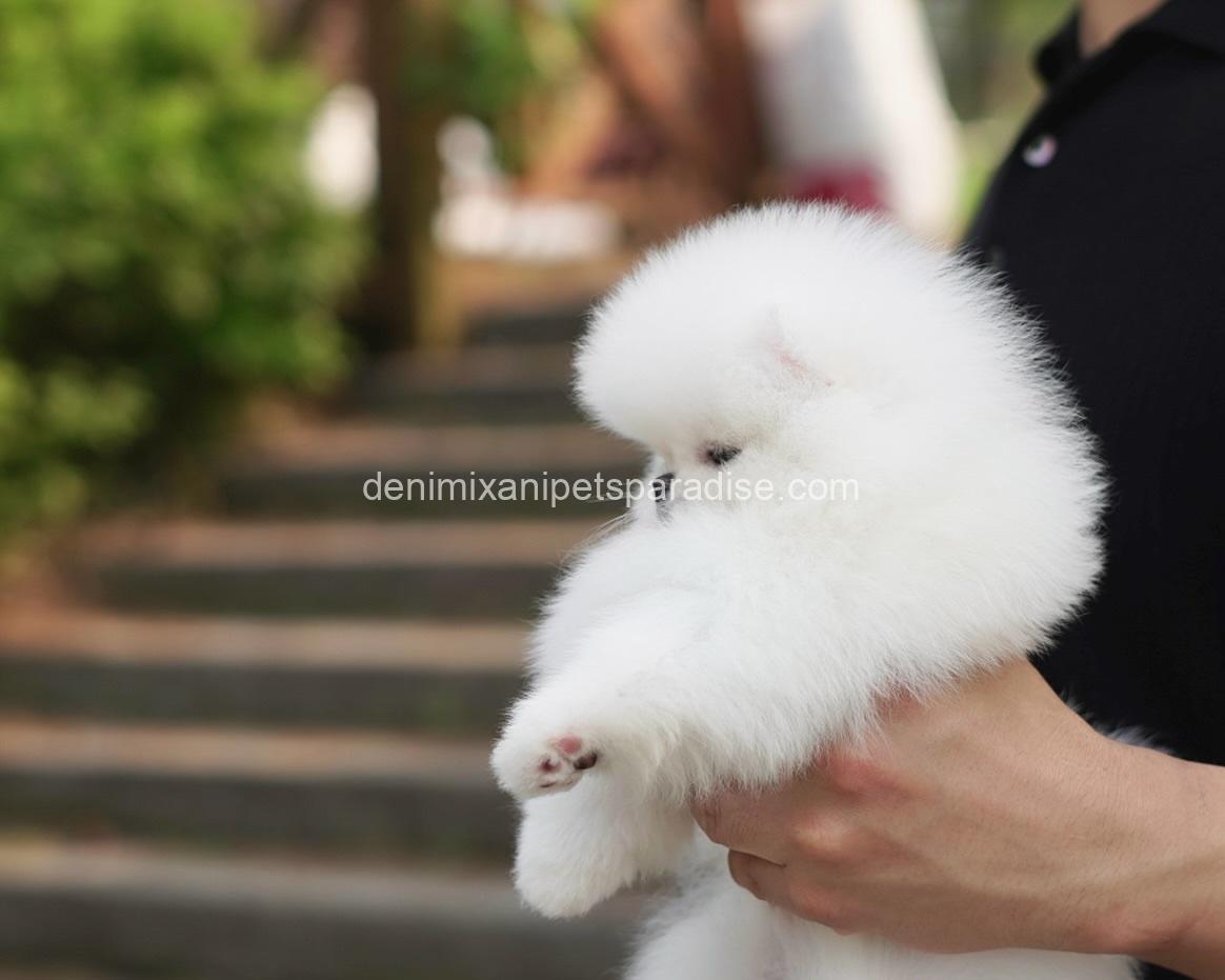Teacup Pomeranian puppy 3 Teacup Pomeranian puppy - Image 3