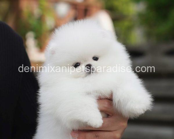 Teacup Pomeranian puppy - Image 11