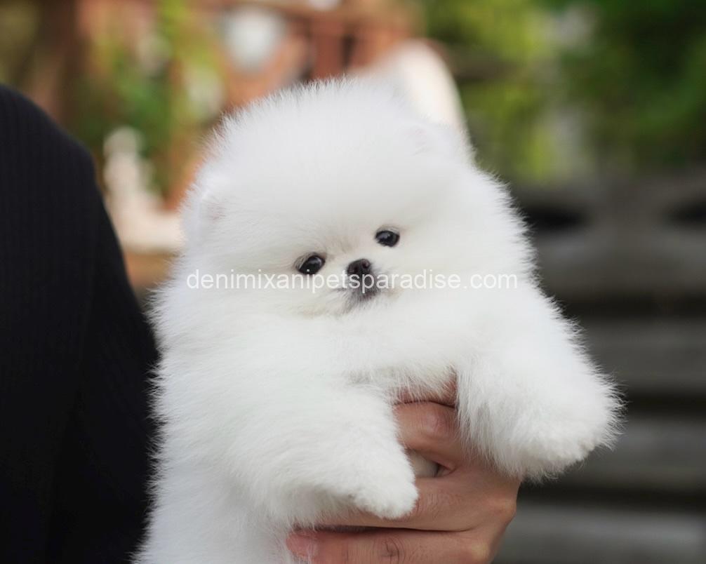 Teacup Pomeranian puppy 11 Teacup Pomeranian puppy - Image 11