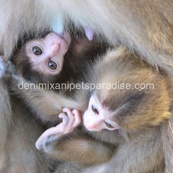 Macaque Monkey babies - Image 5