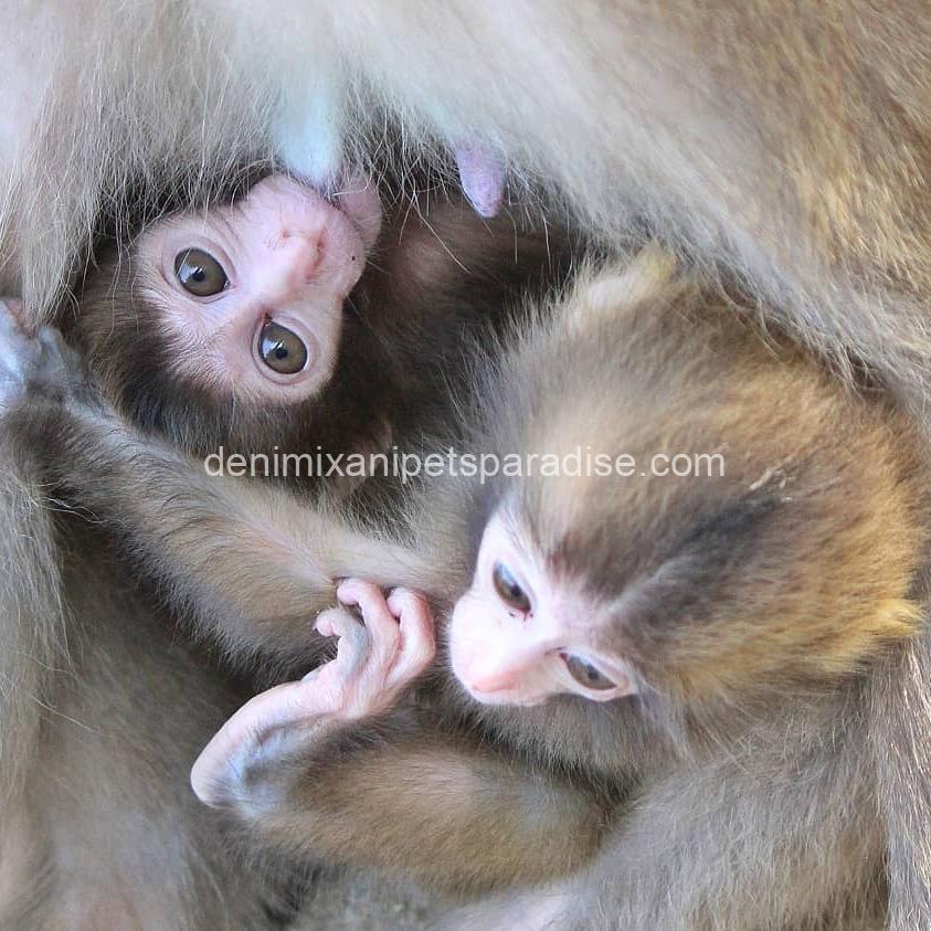 Macaque Monkey babies 5 Macaque Monkey babies - Image 5