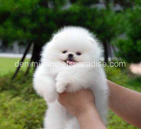 Teacup Pomeranian puppy - Image 2