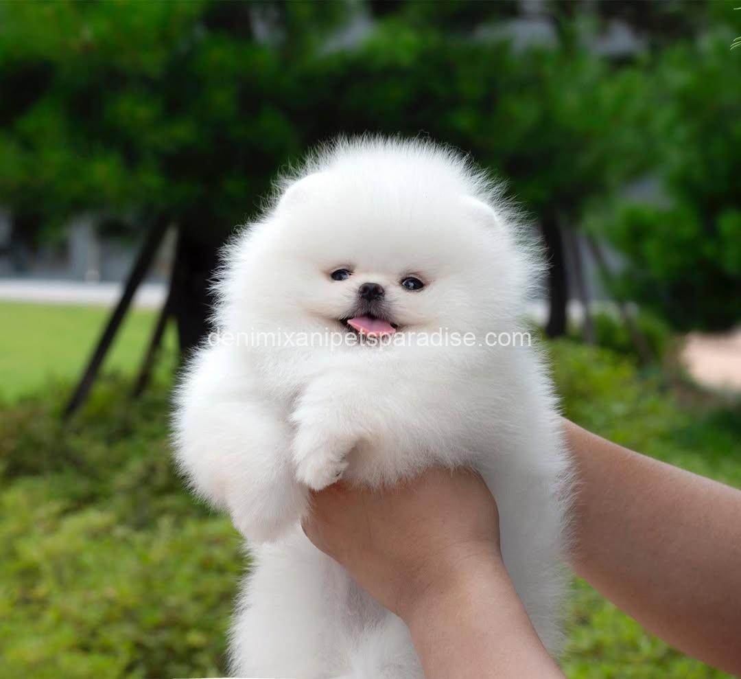 Teacup Pomeranian puppy 2 Teacup Pomeranian puppy - Image 2