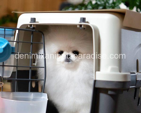 Teacup Pomeranian puppy - Image 7
