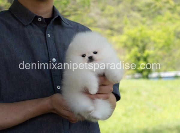 Teacup Pomeranian puppy - Image 6