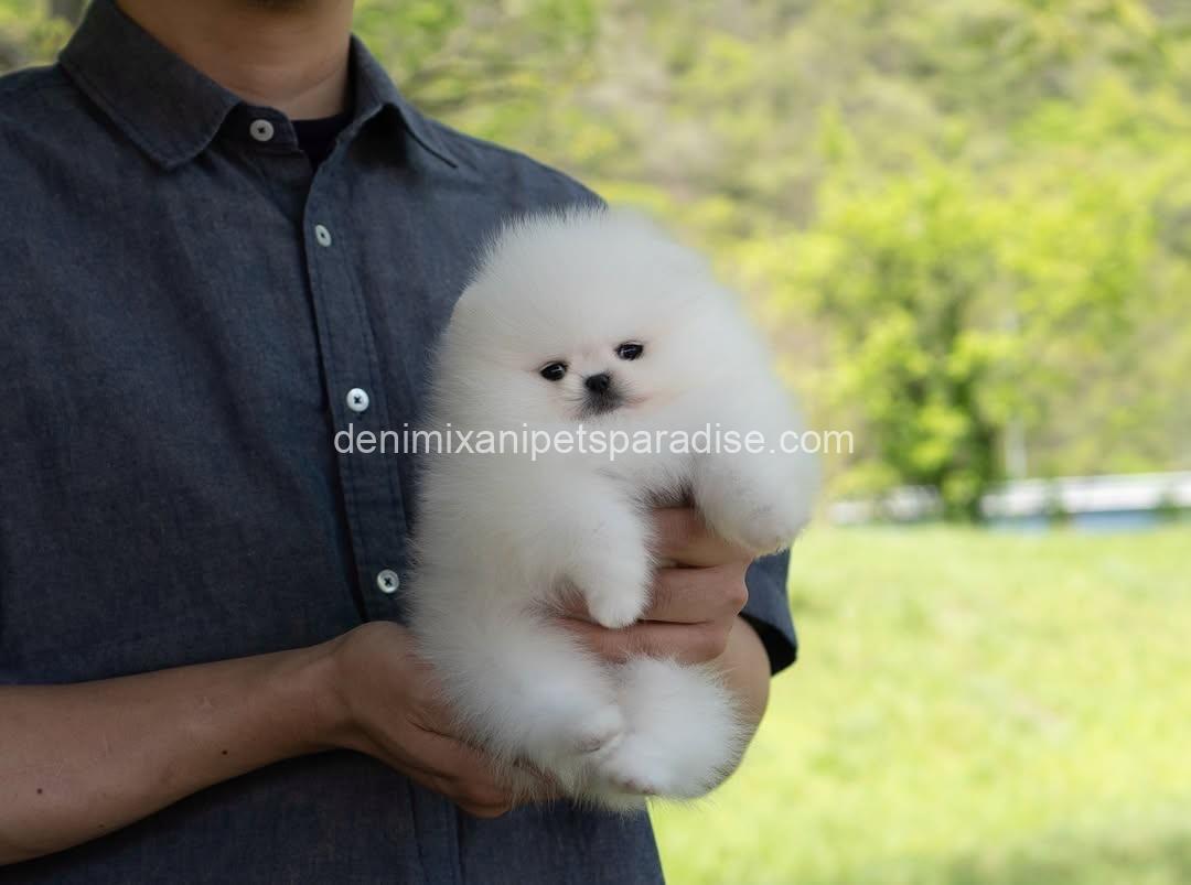 Teacup Pomeranian puppy 6 Teacup Pomeranian puppy - Image 6