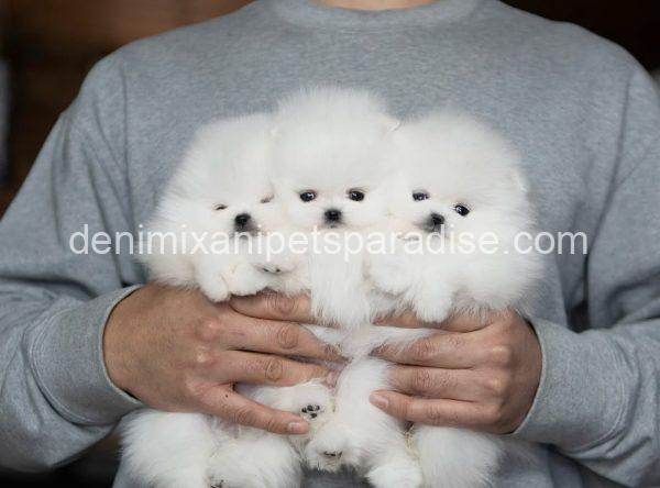 Teacup Pomeranian puppy - Image 5