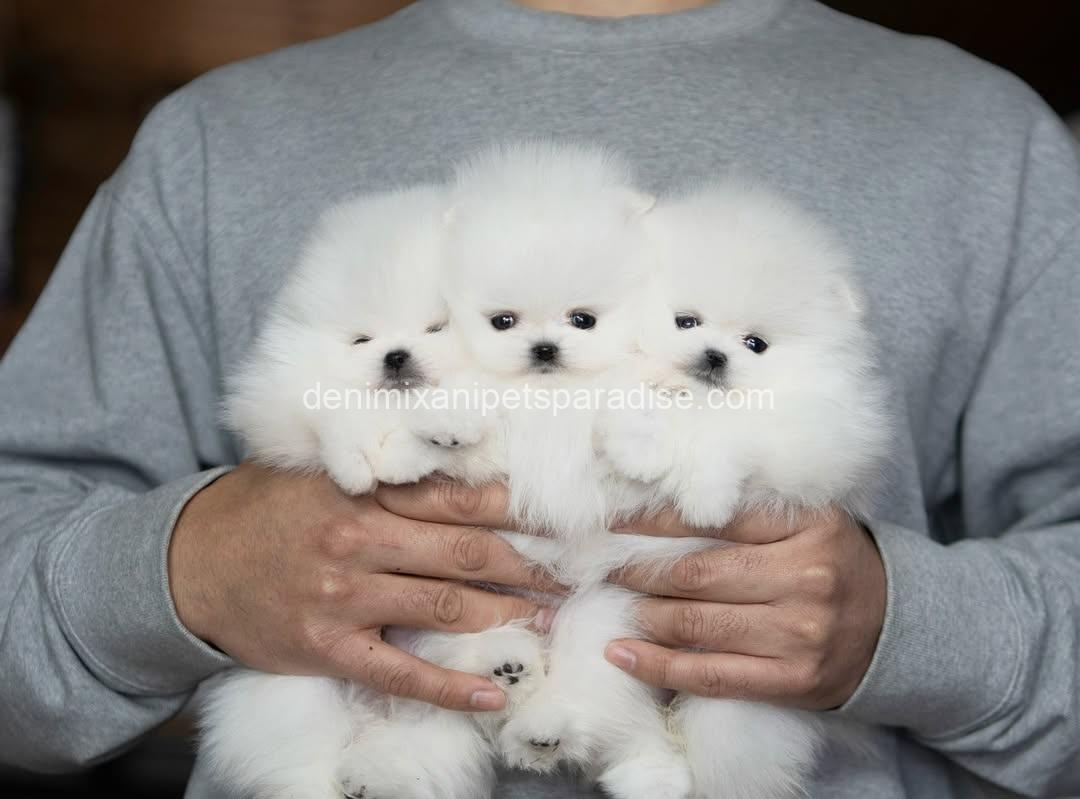 Teacup Pomeranian puppy 5 Teacup Pomeranian puppy - Image 5