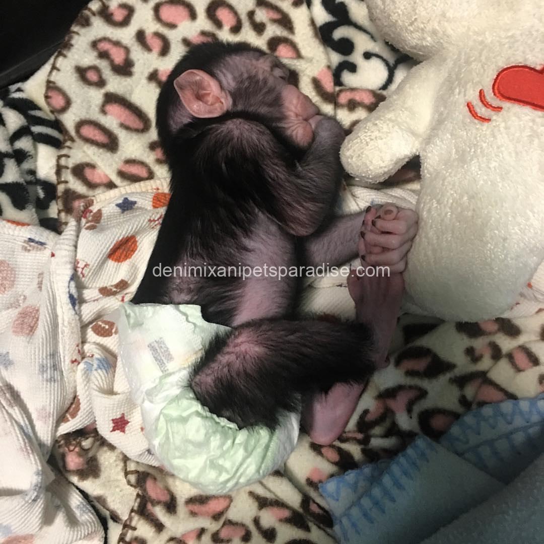 Macaque Monkey babies 3 Macaque Monkey babies - Image 3