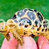 Sri Lankan Star Tortoise for sale