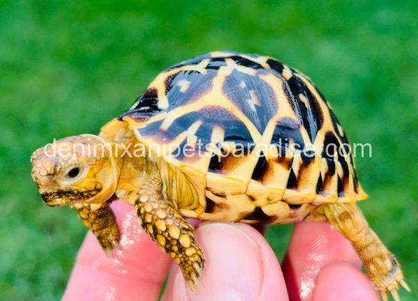 Sri Lankan Star Tortoise for sale