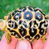 Sri Lankan Star Tortoise for sale