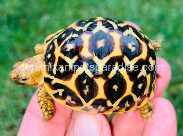 Sri Lankan Star Tortoise for sale