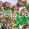 Sri Lankan Star Tortoise for sale