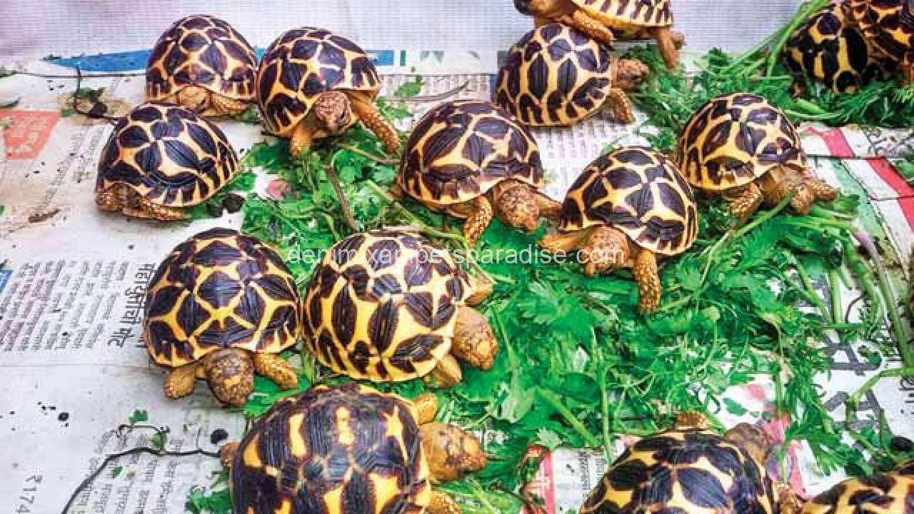 Sri Lankan Star Tortoise 3 Sri Lankan Star Tortoise for sale