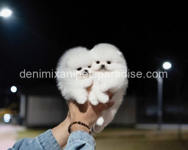 Teacup Pomeranian puppy - Image 10