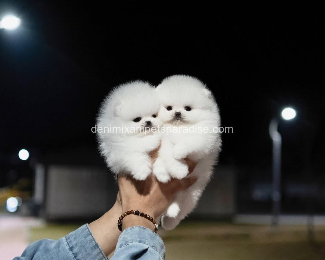 Teacup Pomeranian puppy 10 Teacup Pomeranian puppy - Image 10