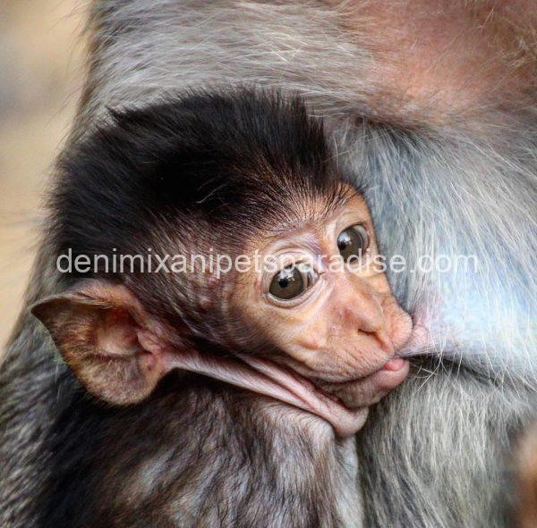 Macaque Monkey babies - Image 6