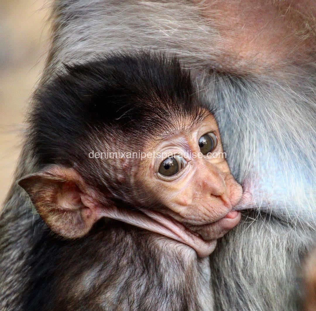 Macaque Monkey babies 6 Macaque Monkey babies - Image 6
