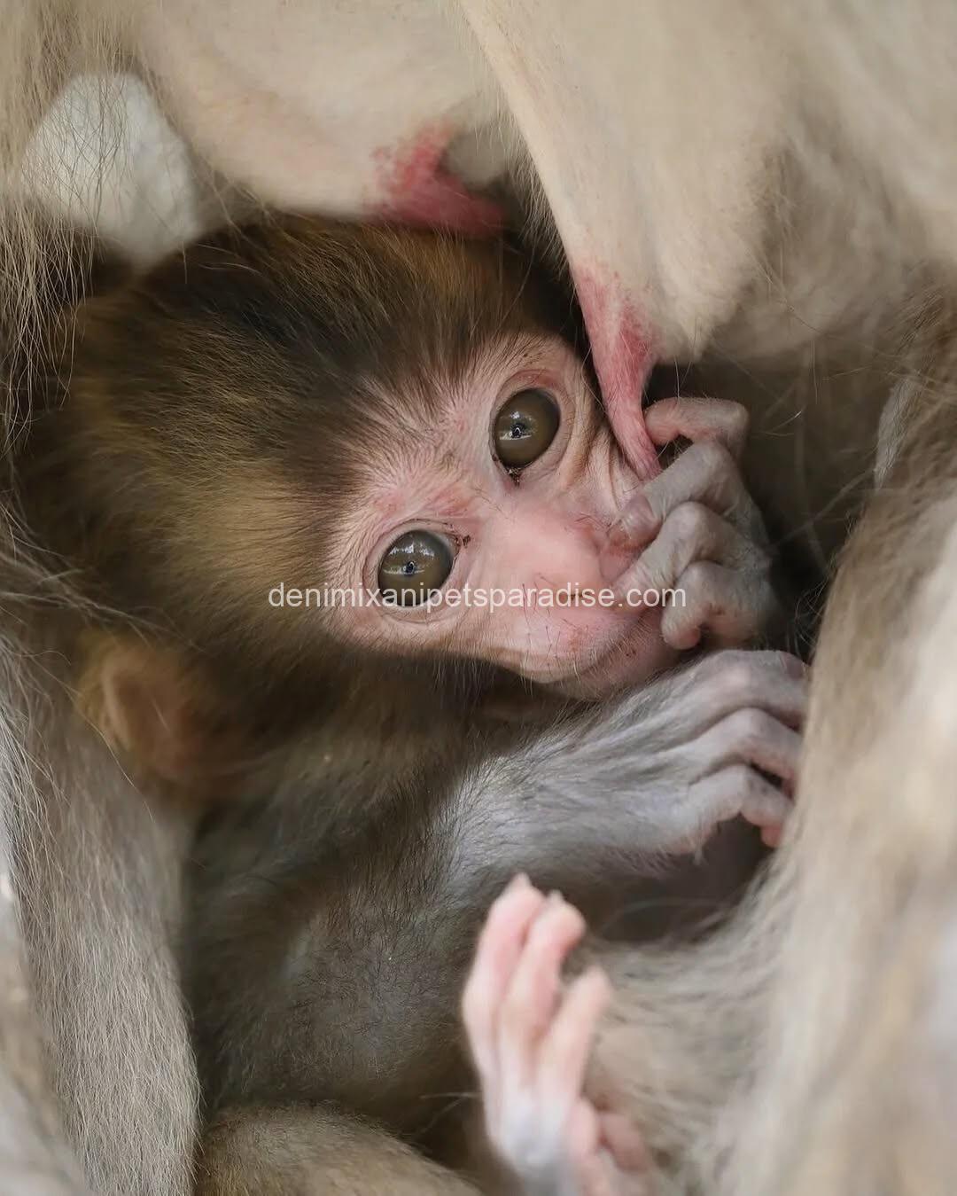 Macaque Monkey babies 2 Macaque Monkey babies - Image 2