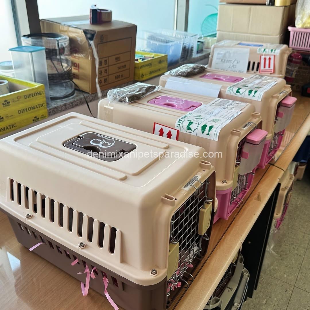 Teacup Pomeranian puppy 9 Teacup Pomeranian puppy - Image 9