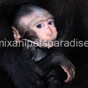 Macaque Monkey babies