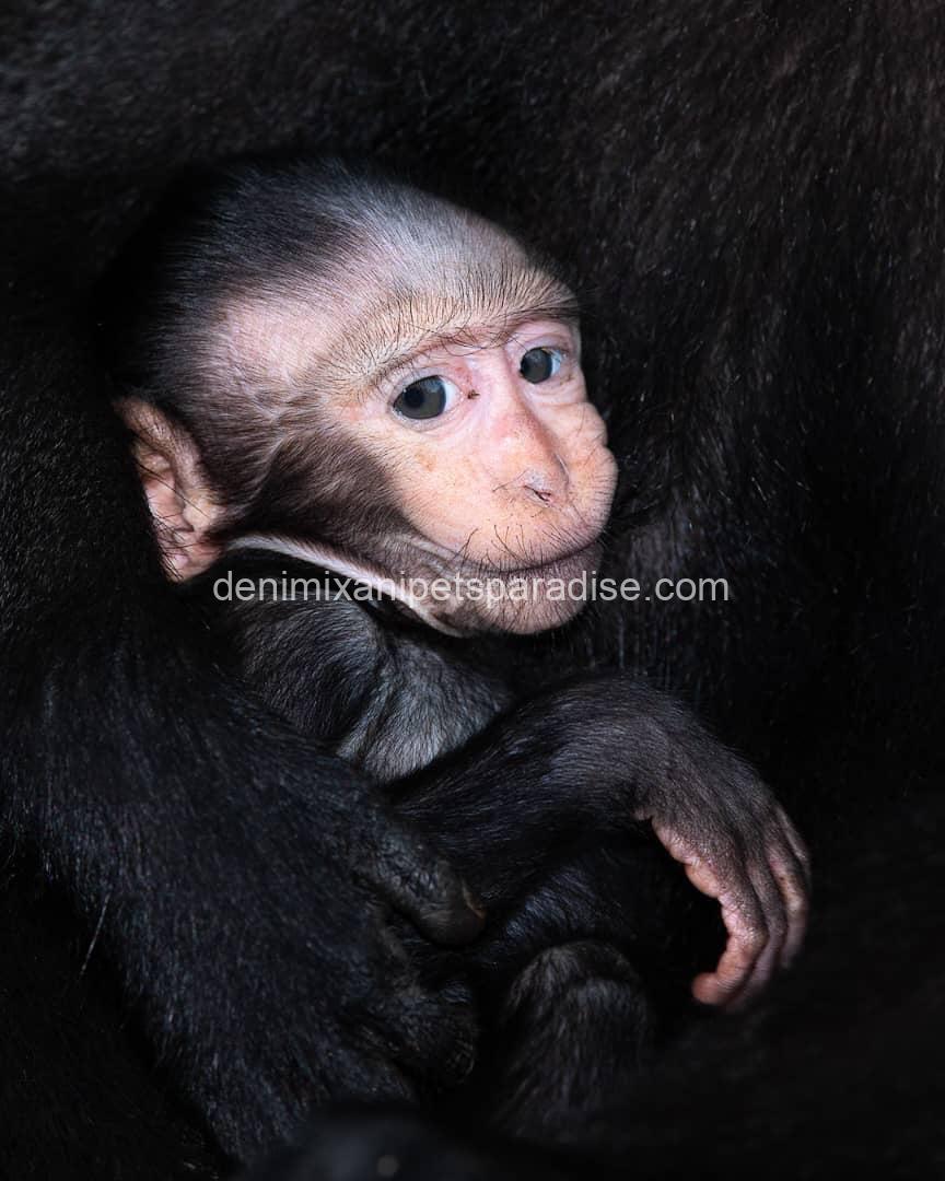Macaque Monkey babies 1 Macaque Monkey babies