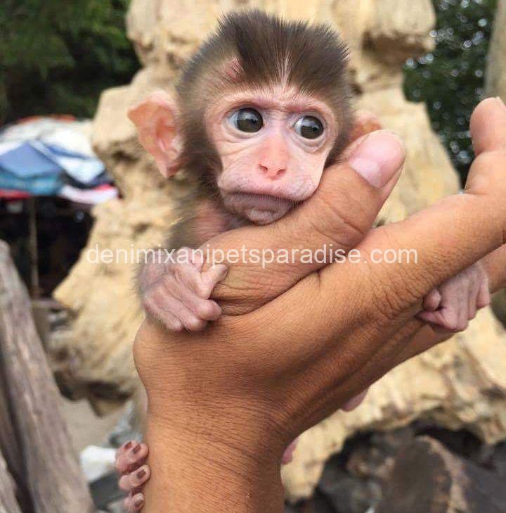 Macaque Monkey babies 4 Macaque Monkey babies - Image 4