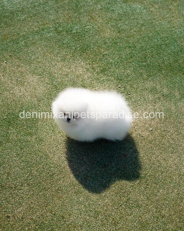 Teacup Pomeranian puppy - Image 8