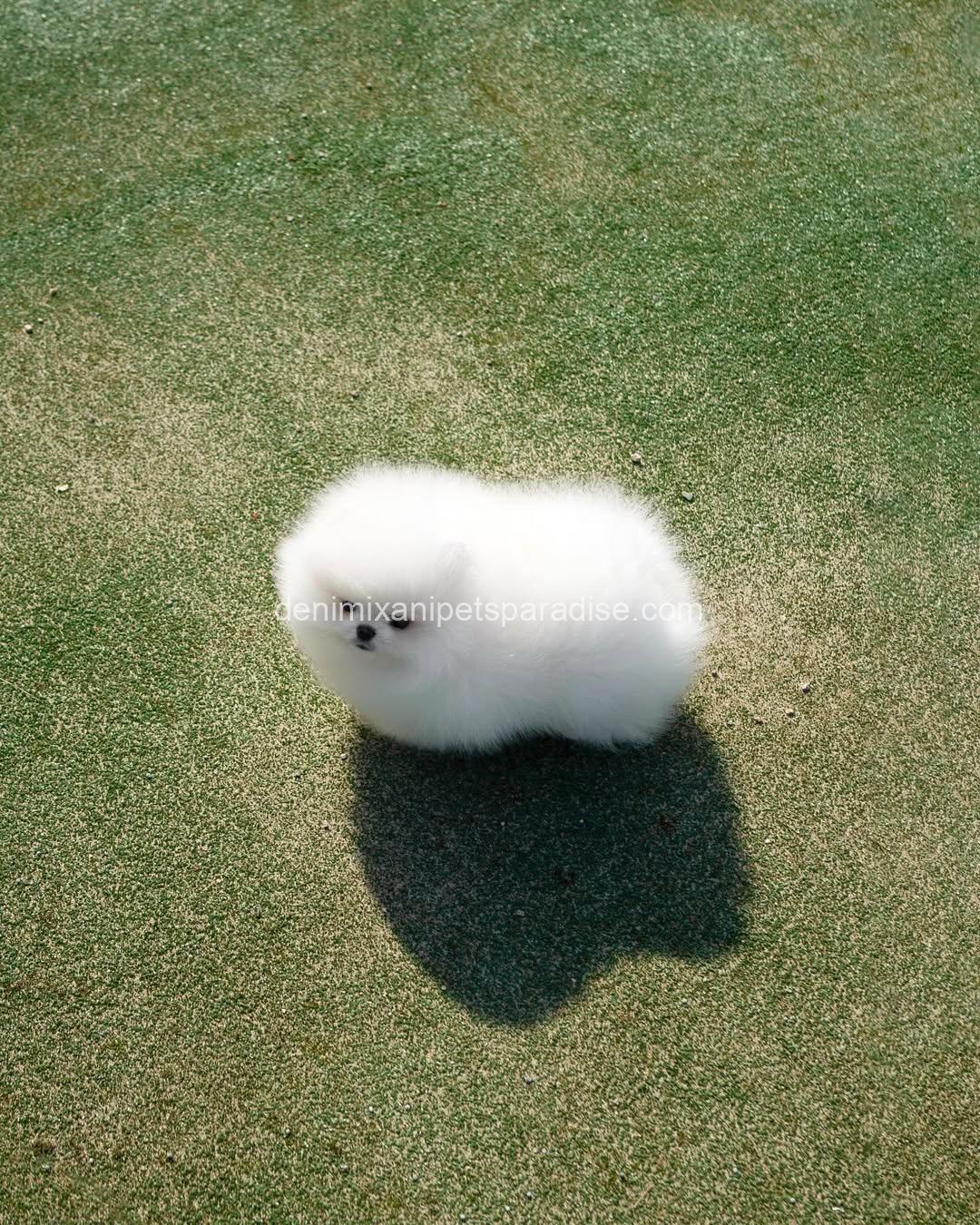 Teacup Pomeranian puppy 8 Teacup Pomeranian puppy - Image 8