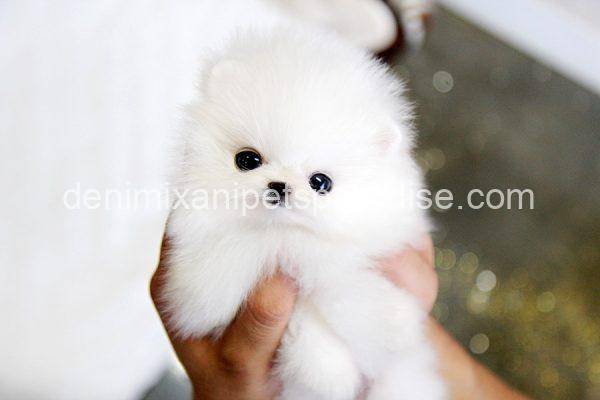 Teacup Pomeranian puppy - Image 2