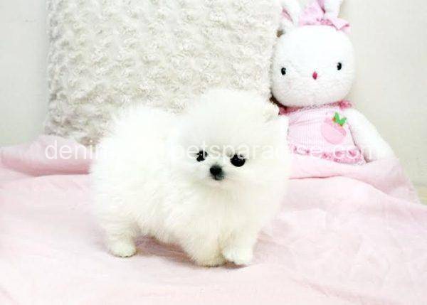 Teacup Pomeranian puppy - Image 3