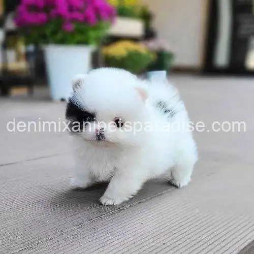 Teacup Pomeranian puppy 12 Teacup Pomeranian puppy - Image 12
