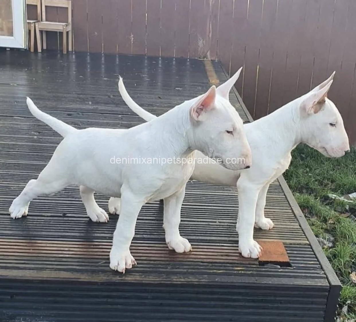 Bull Terrier puppy 12 Bull Terrier puppy - Image 12