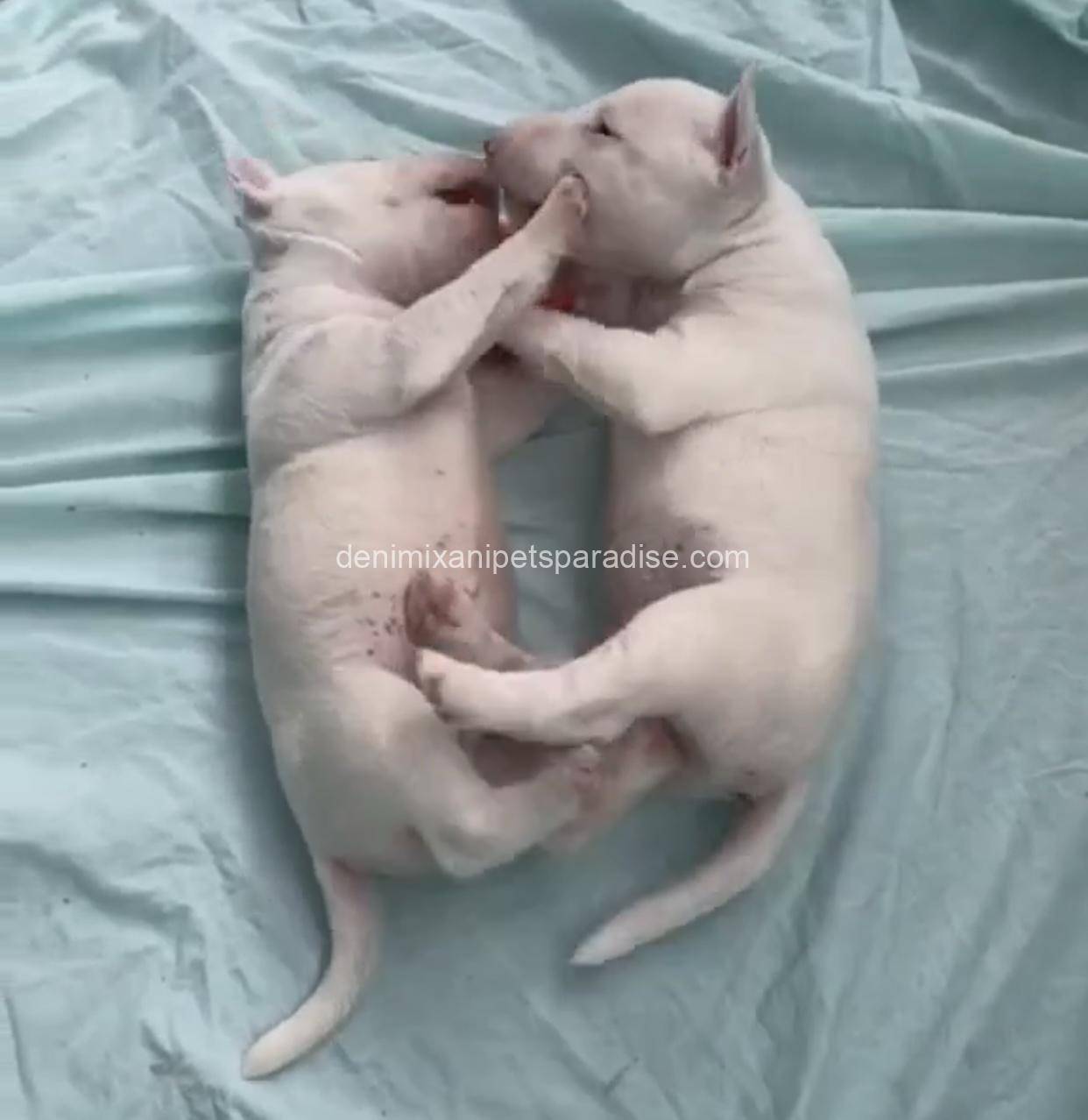 Bull Terrier puppy 15 Bull Terrier puppy - Image 15