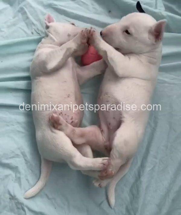 Bull Terrier puppy - Image 13