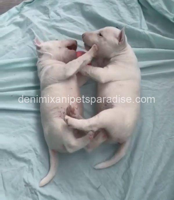 Bull Terrier puppy - Image 14