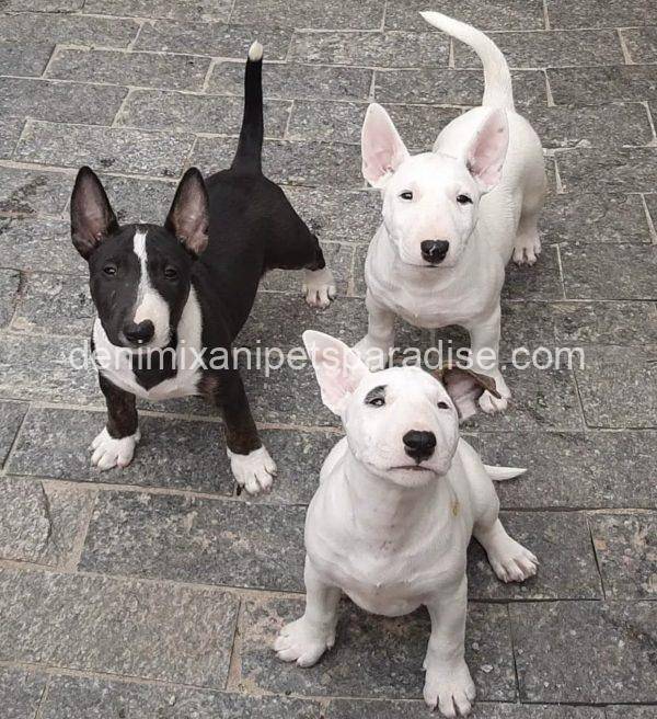 Bull Terrier puppy - Image 9