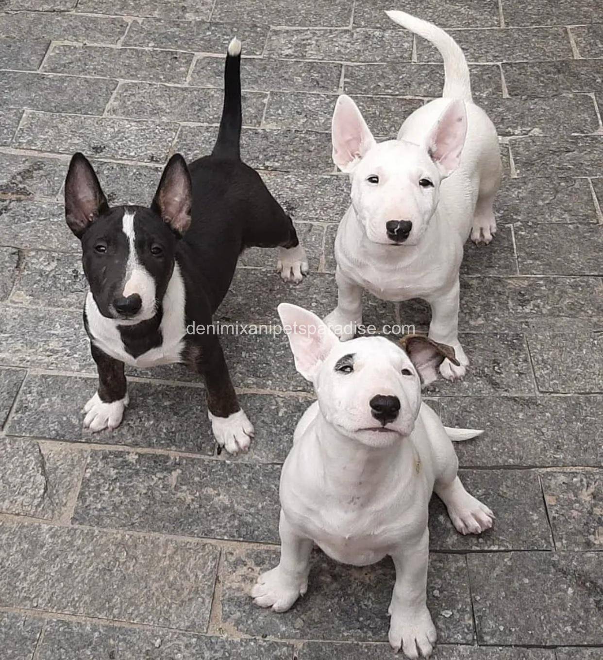 Bull Terrier puppy 9 Bull Terrier puppy - Image 9