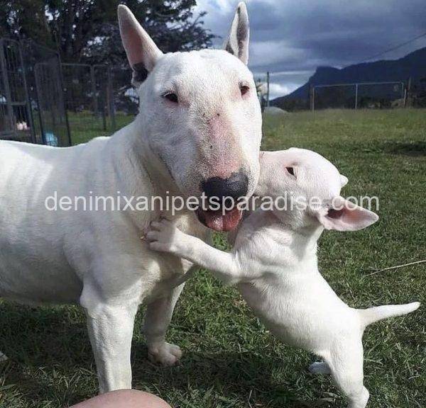 Bull Terrier puppy - Image 10