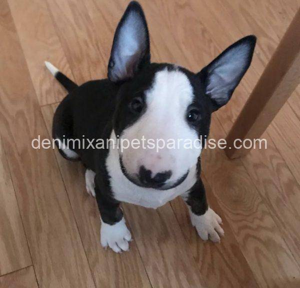 Bull Terrier puppy - Image 11