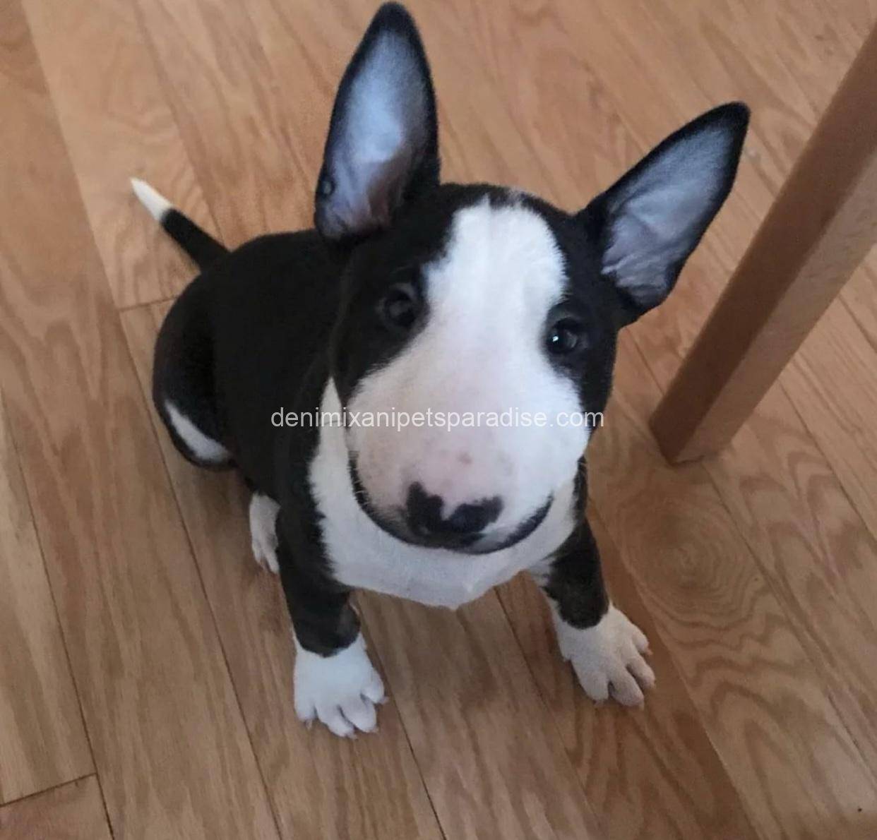 Bull Terrier puppy 11 Bull Terrier puppy - Image 11