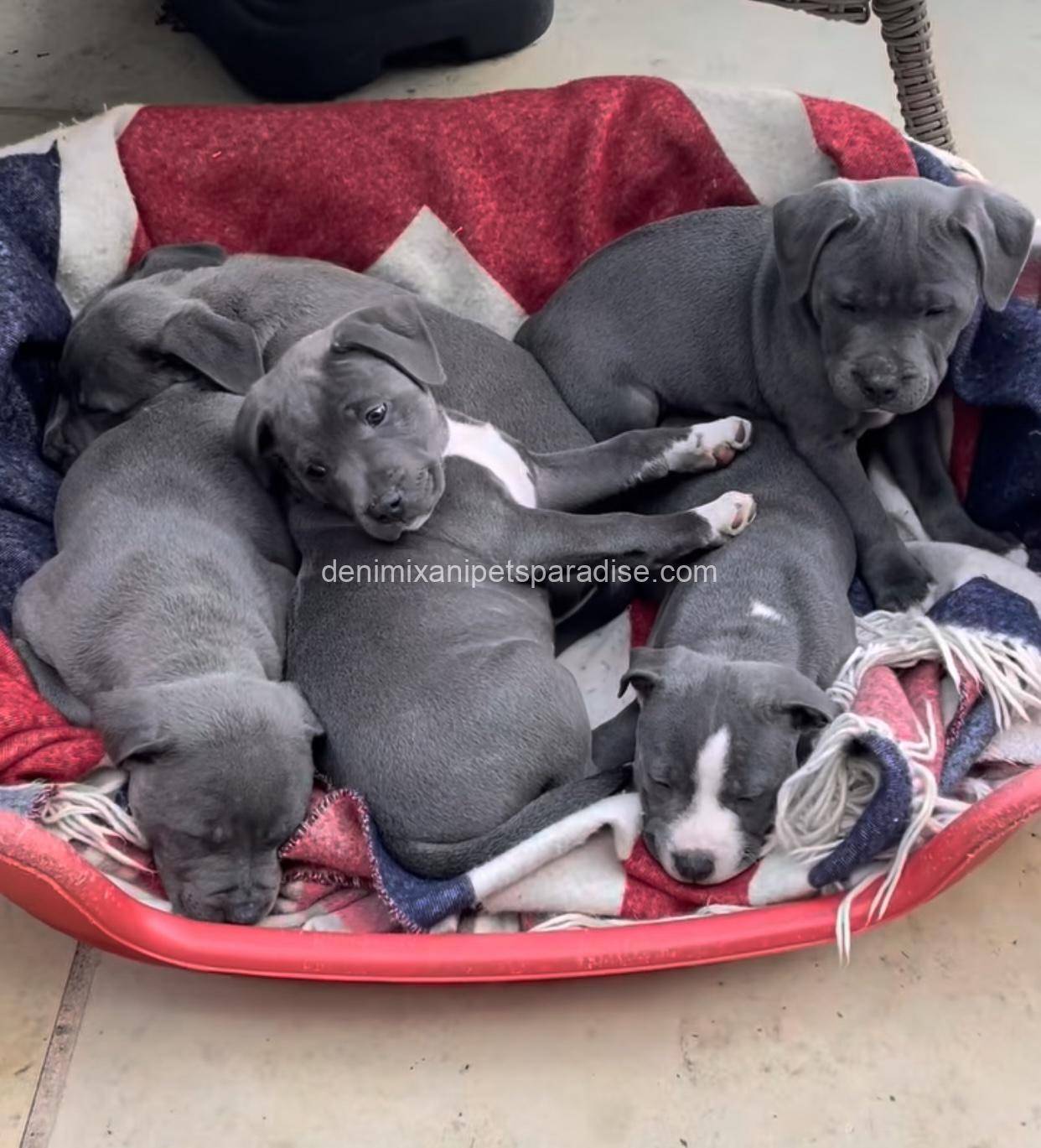 Staffordshire Bull Terrier puppy 2 Staffordshire Bull Terrier puppy - Image 2