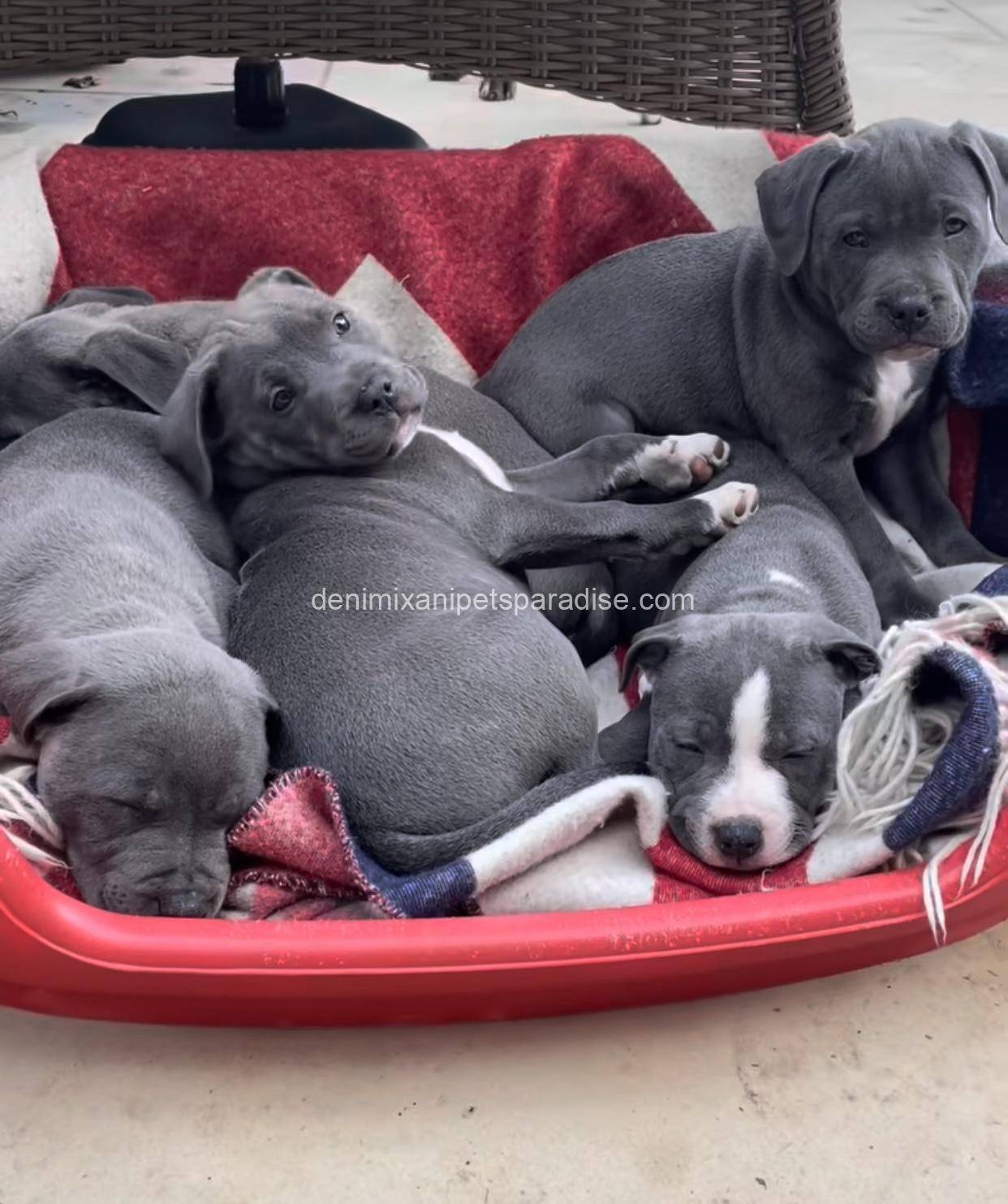 Staffordshire Bull Terrier puppy 7 Staffordshire Bull Terrier puppy - Image 7