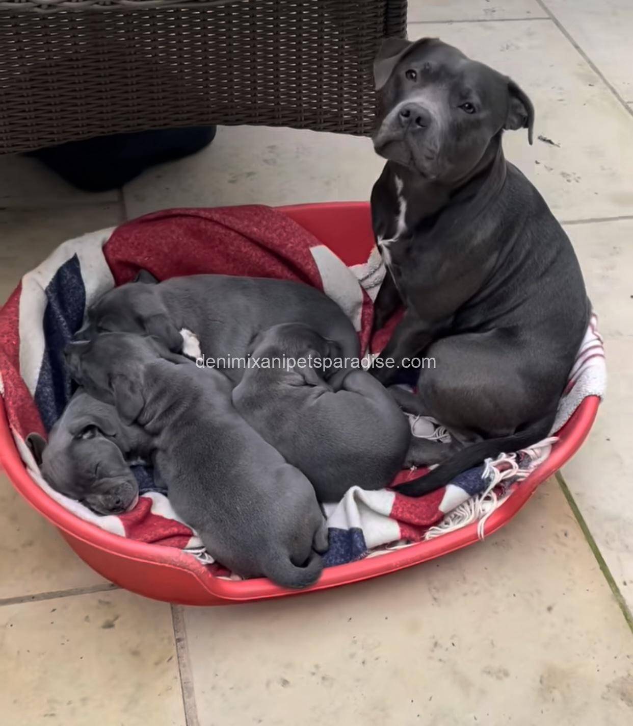 Staffordshire Bull Terrier puppy 4 Staffordshire Bull Terrier puppy - Image 4