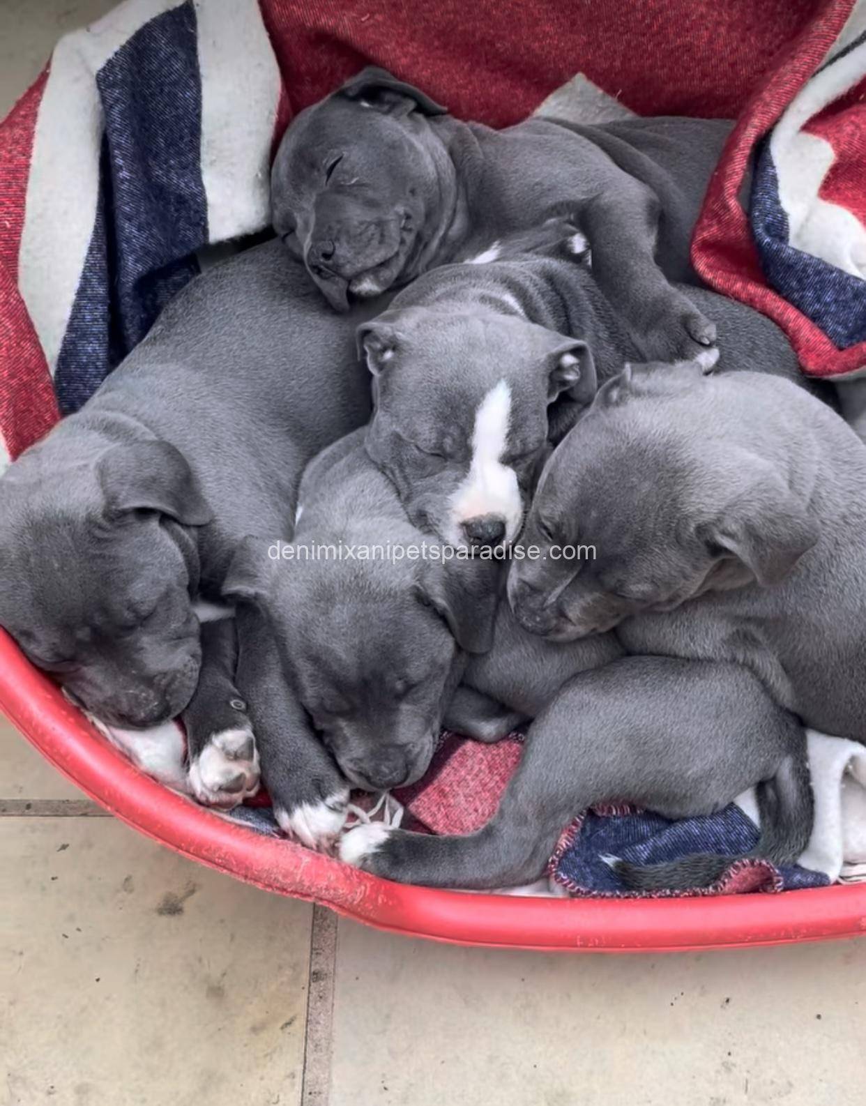 Staffordshire Bull Terrier puppy 3 Staffordshire Bull Terrier puppy - Image 3